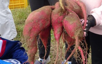 六区保育園のみんなと一緒にさつまいも掘り！