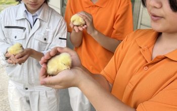 農業科３年×畜産課題研究～肉用鶏飼育における、光質の変化における肉質の影響～